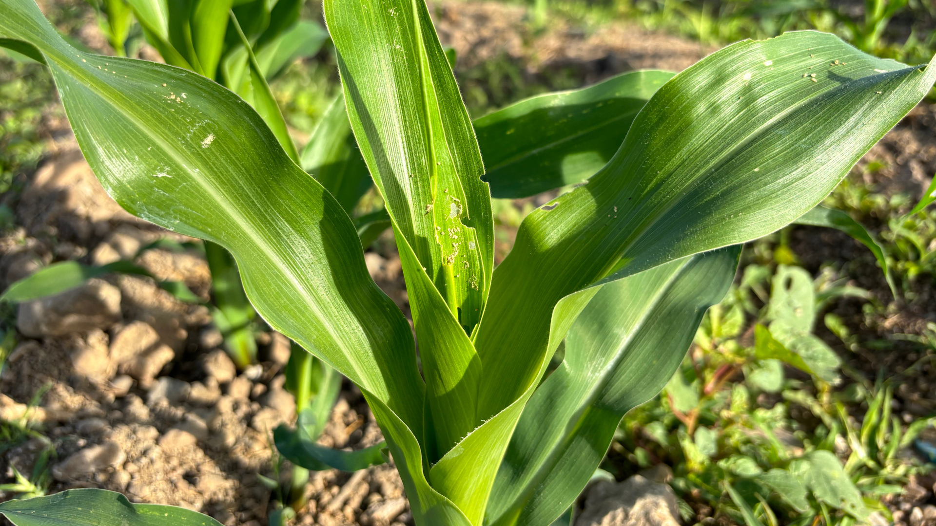 Zea mays plant being gorgeous